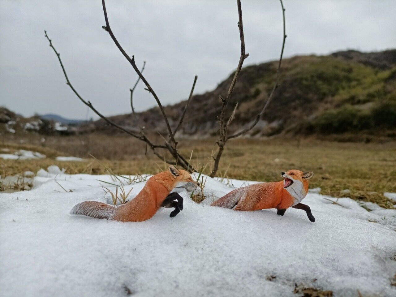 Aquila chrysaetos VS Vulpes Vulpes Model