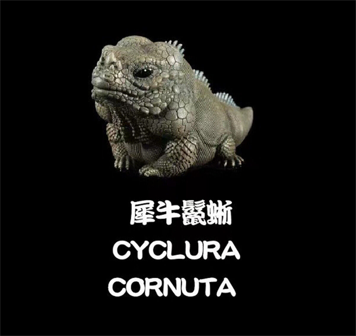 Lizard Blind Box Model