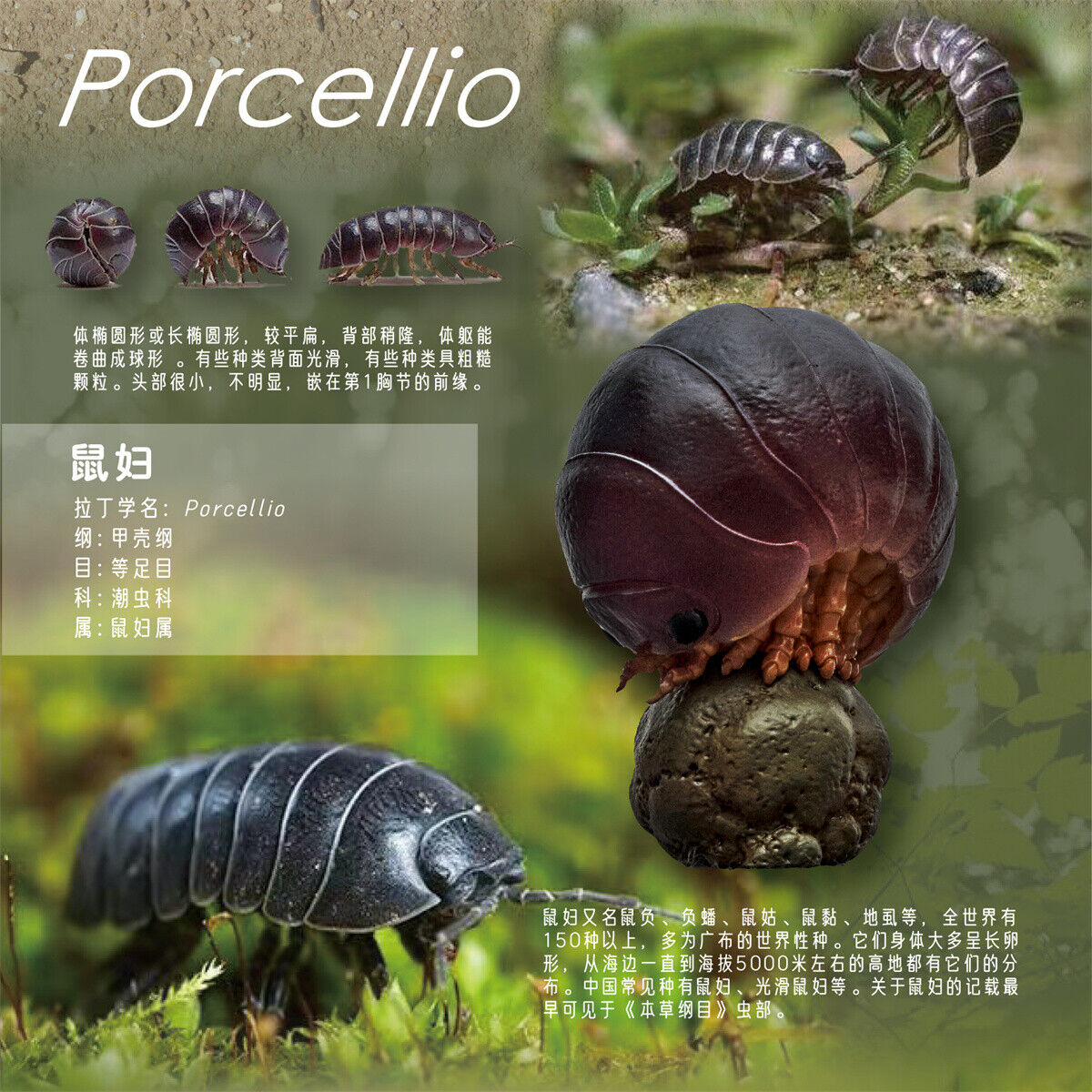 Animal Planet 07 Insect Blind Box Model