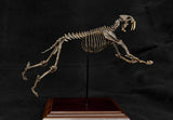 1/20 Smilodon Skeleton Model