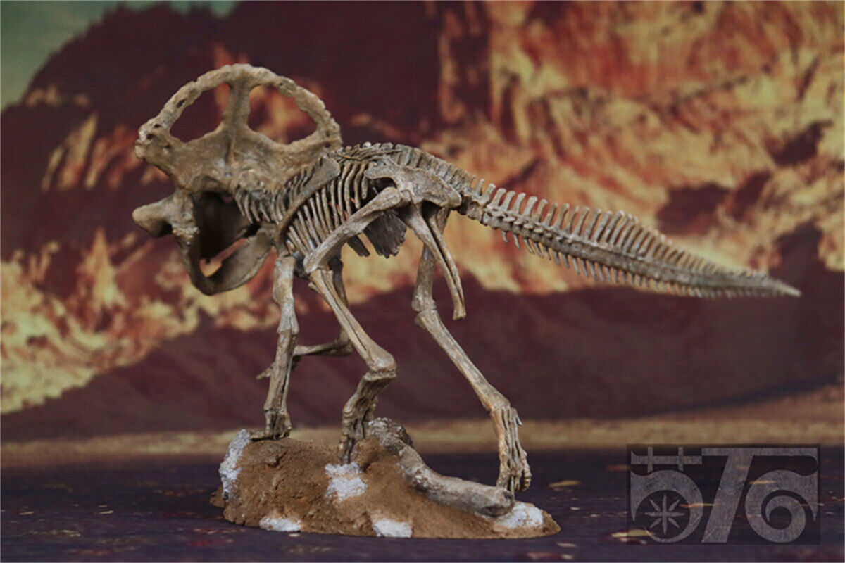 1/10 Protoceratops Skeleton Model