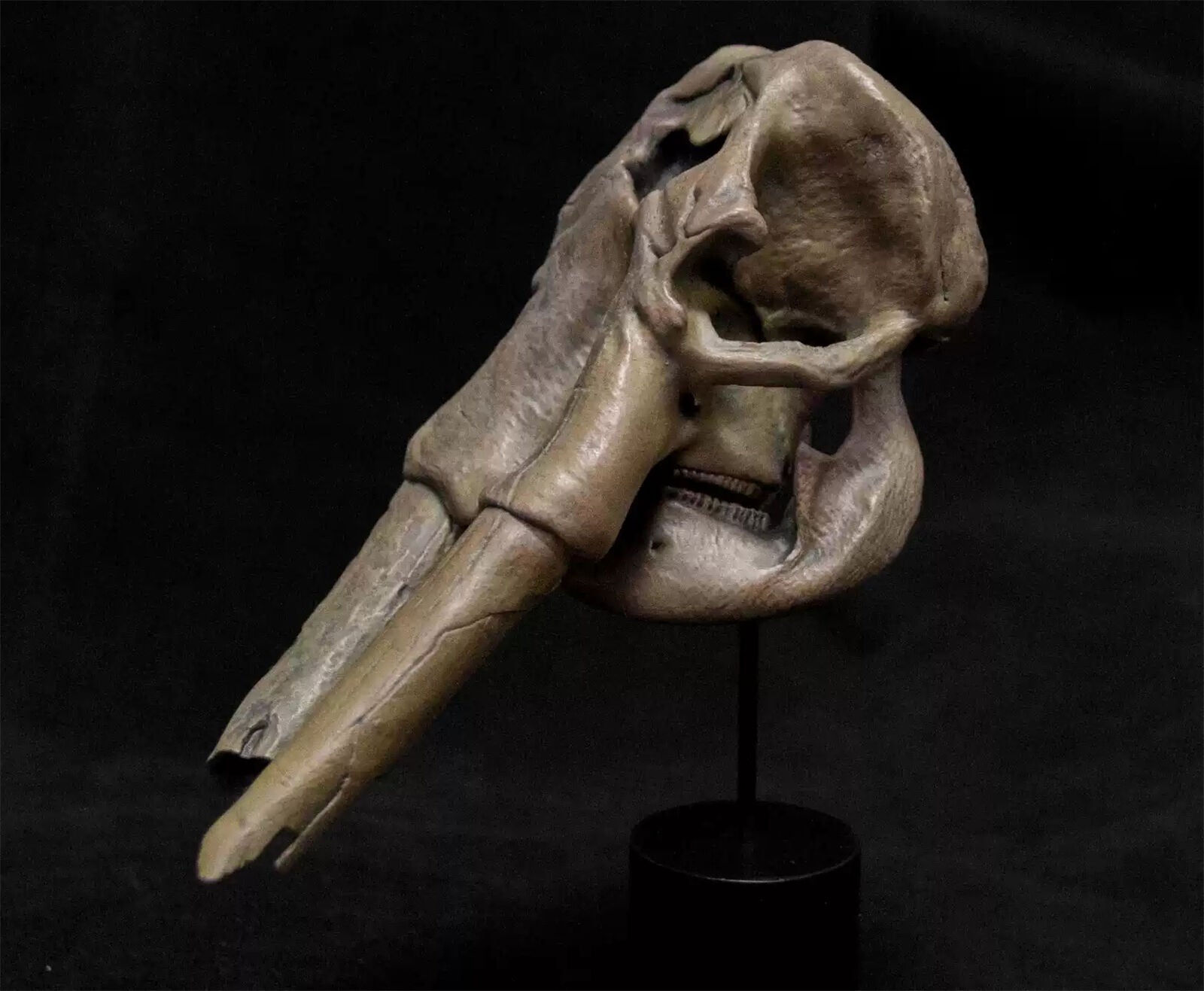 VWUVWU 1/20 Huanghe Flumen Stegodon Skull Model