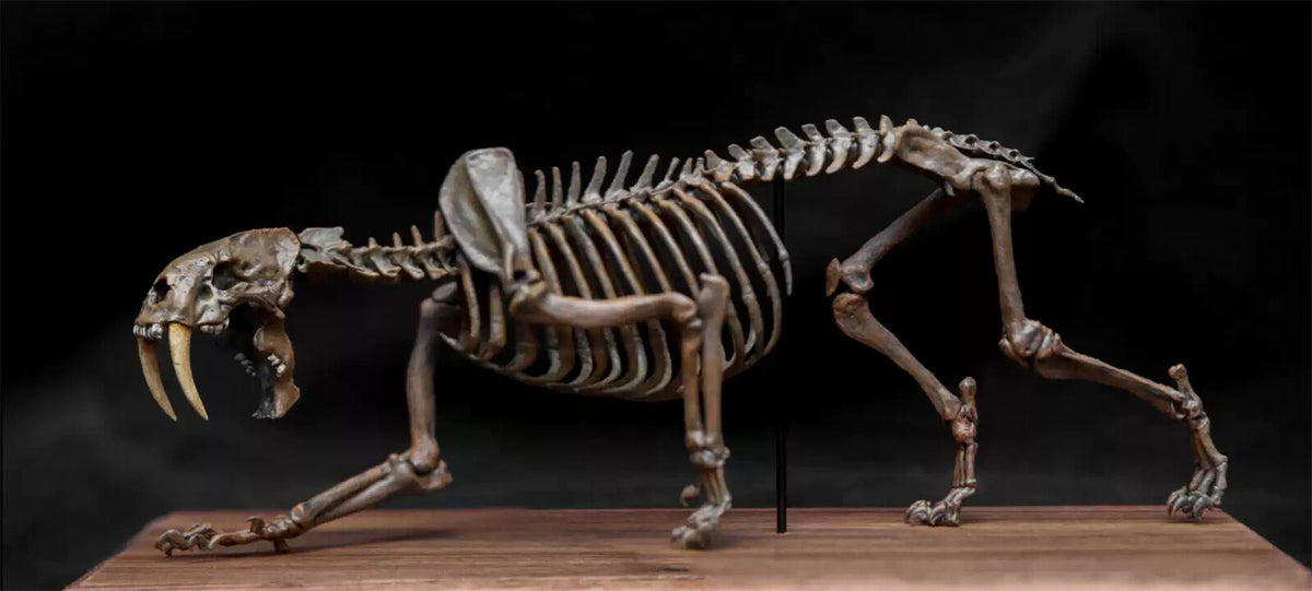 VWUVWU 1/20 Smilodon Skeleton Model – Lana Time Shop