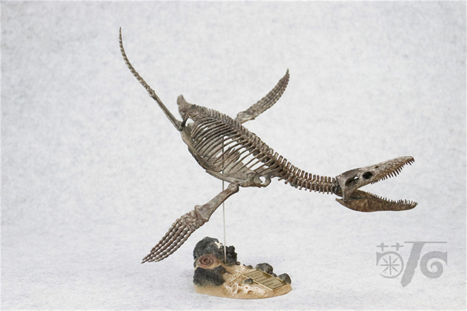 1/20 Pliosaurus Skeleton Model