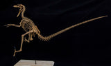 1/2 Velociraptor Skeleton Model