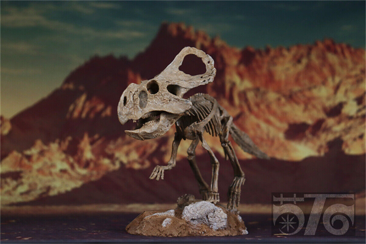 1/10 Protoceratops Skeleton Model