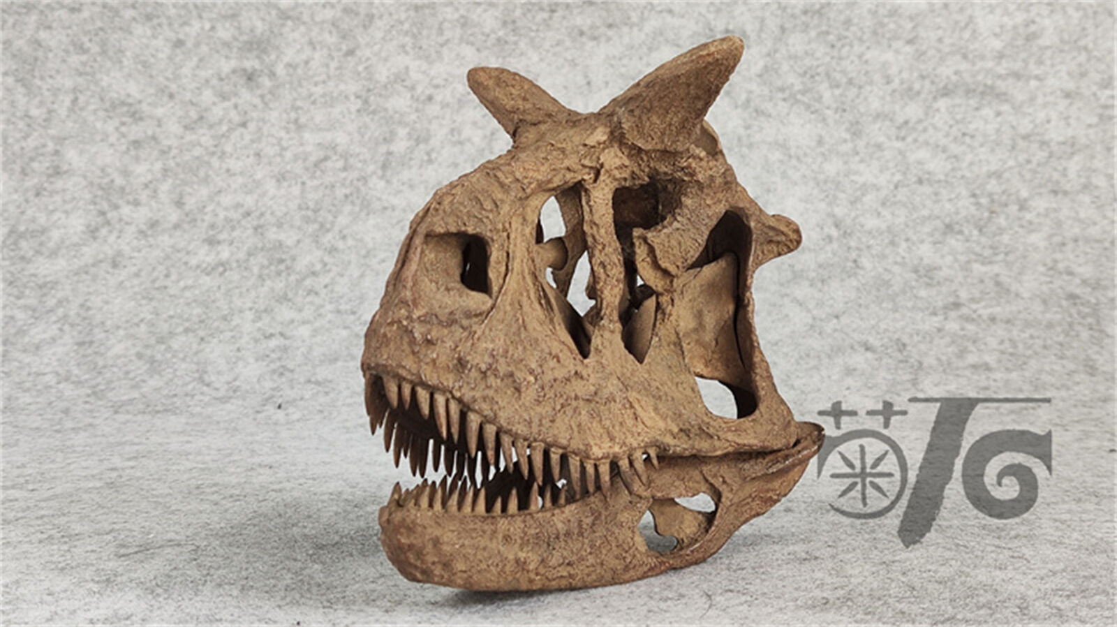 1/4 Carnotaurus Skull Skeleton Model