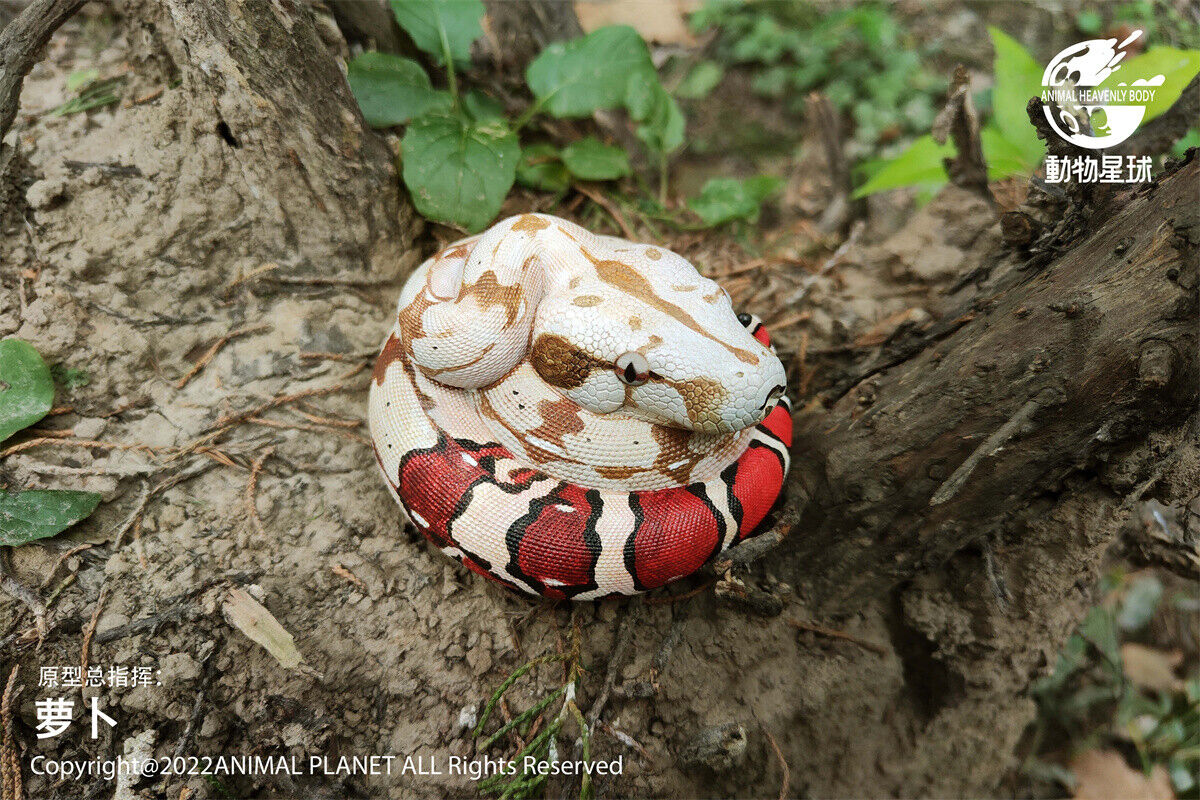 Animal Planet 09 Snake 2.0 Blind Box Model