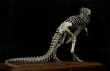 VWUVWU 1/35 Standing Tyrannosaurus Skeleton Model