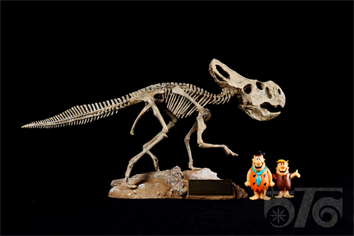 1/10 Protoceratops Skeleton Model