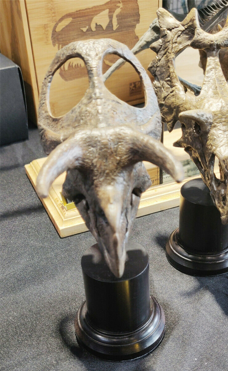 Nasutoceratops titusi Skull Model