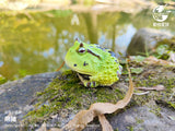 Animal Planet 13 Frog Blind Box Model