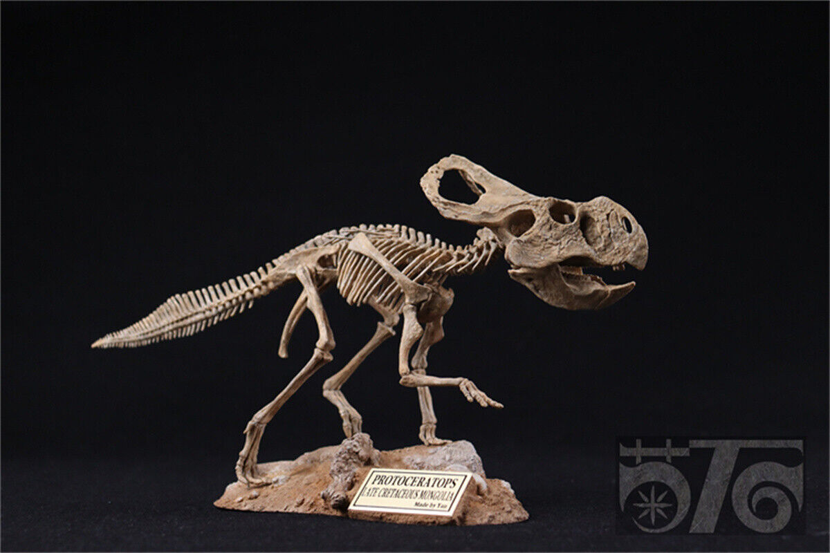 1/10 Protoceratops Skeleton Model