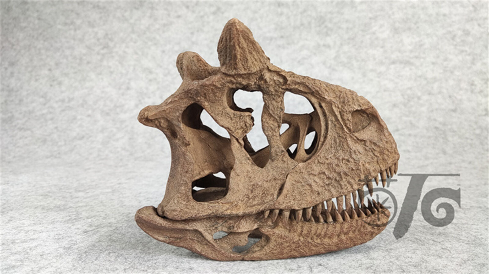 1/4 Carnotaurus Skull Skeleton Model
