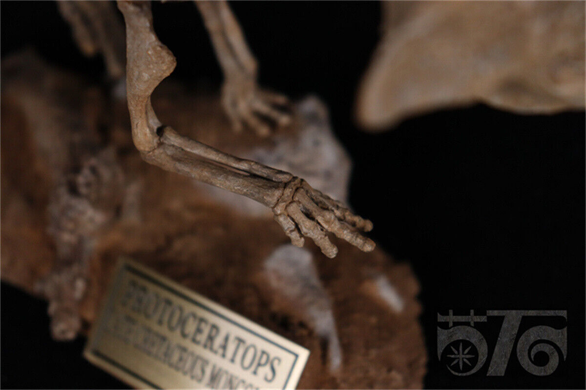 1/10 Protoceratops Skeleton Model