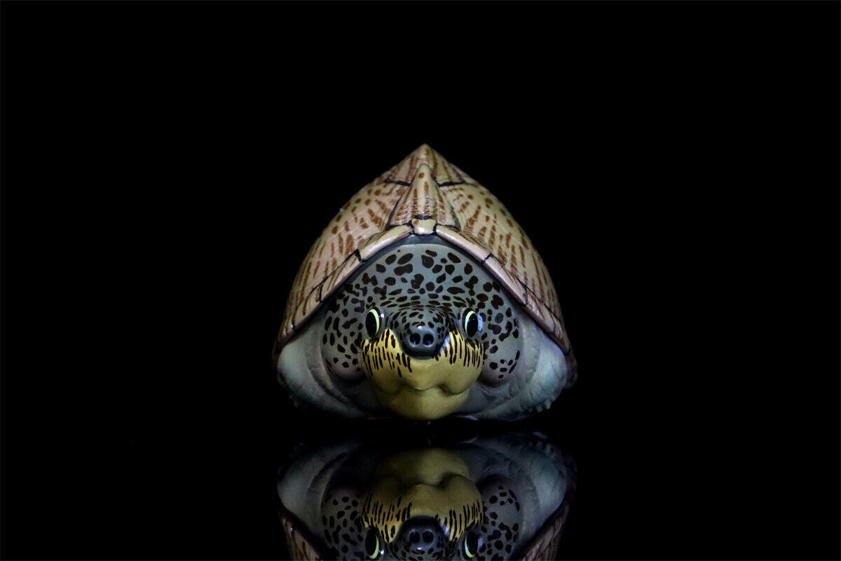 Animal Planet 08 Turtle Blind Box Model