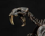 1/20 Smilodon Skeleton Model