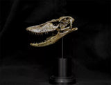 1/5 Varanus Poesty Skull Model