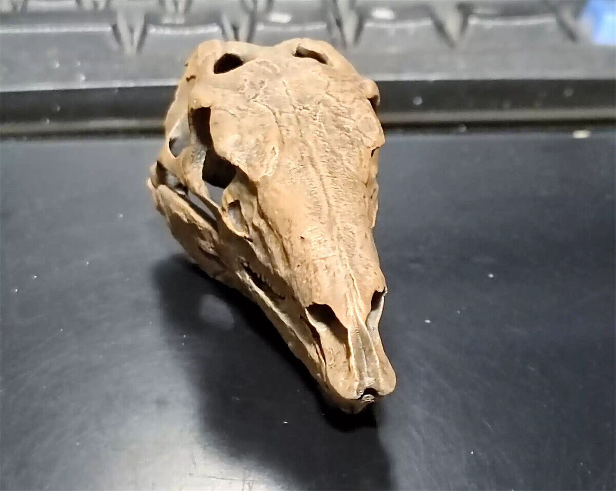 1/10 Stegosaurus Skull Model