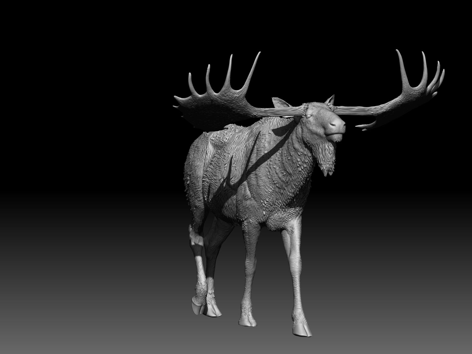 Cervalces latifrons Model