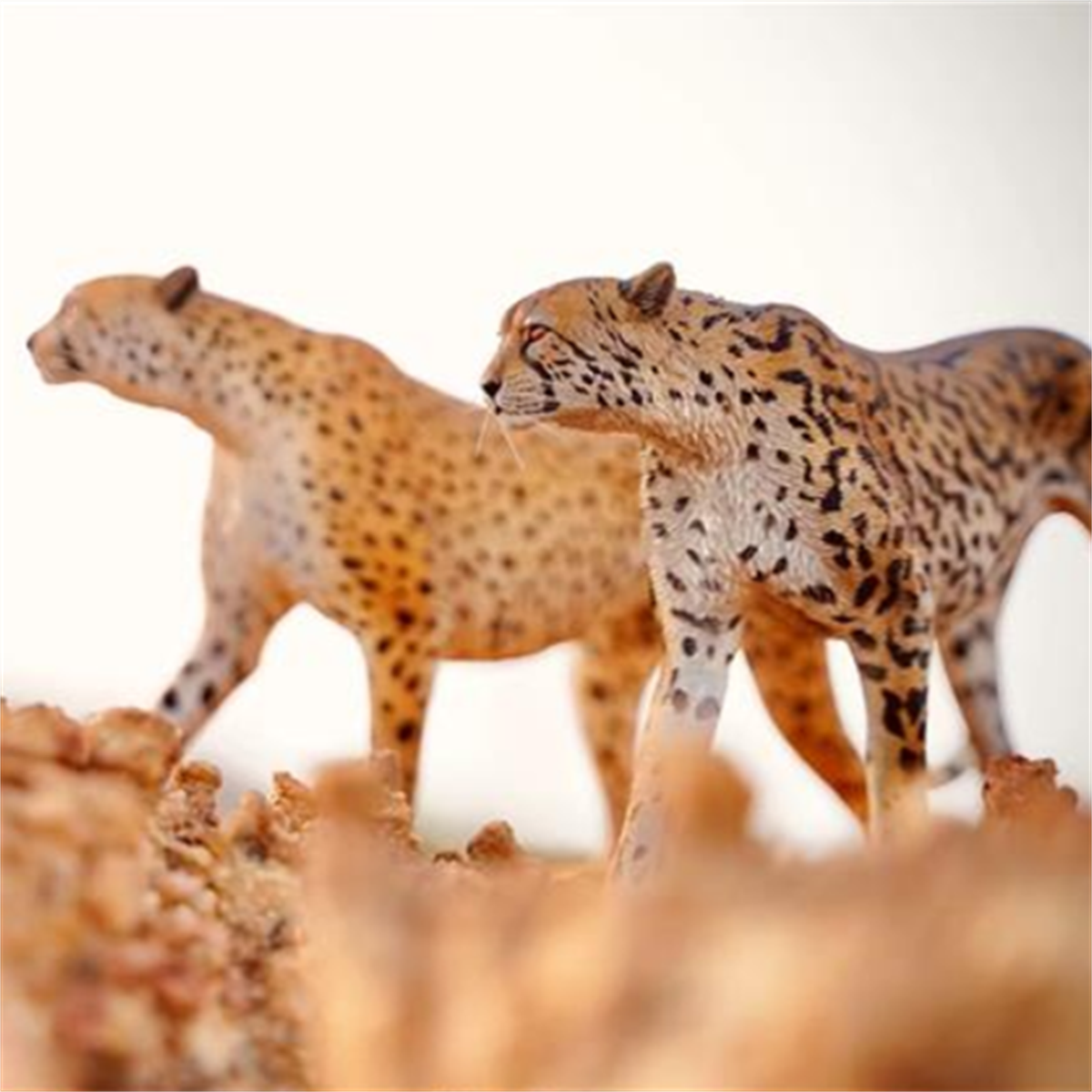 JXK 1/6 Acinonyx jubatus King Cheetha Model