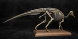 VWUVWU 1/20 Hypacrosaurus Skeleton Model