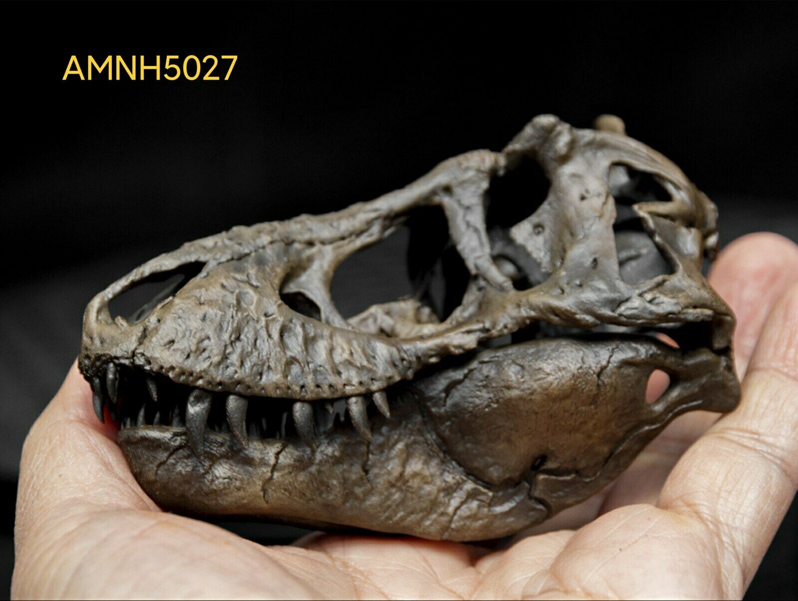 Tyrannosaurus Skull Model