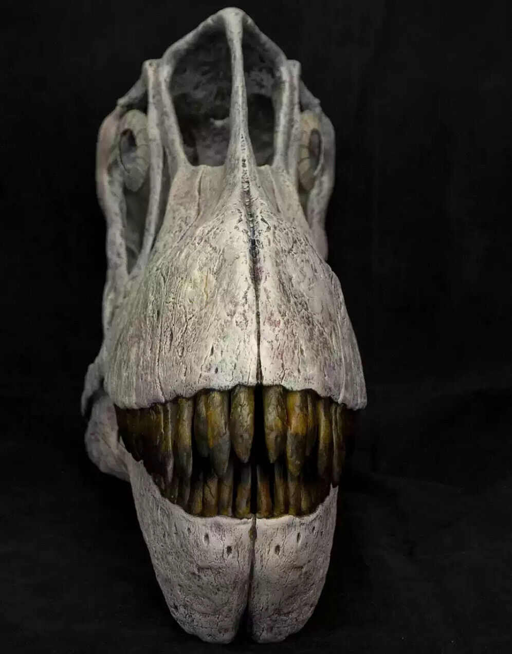 VWUVWU 1/1 Mamenchisaurus youngi Skull Model