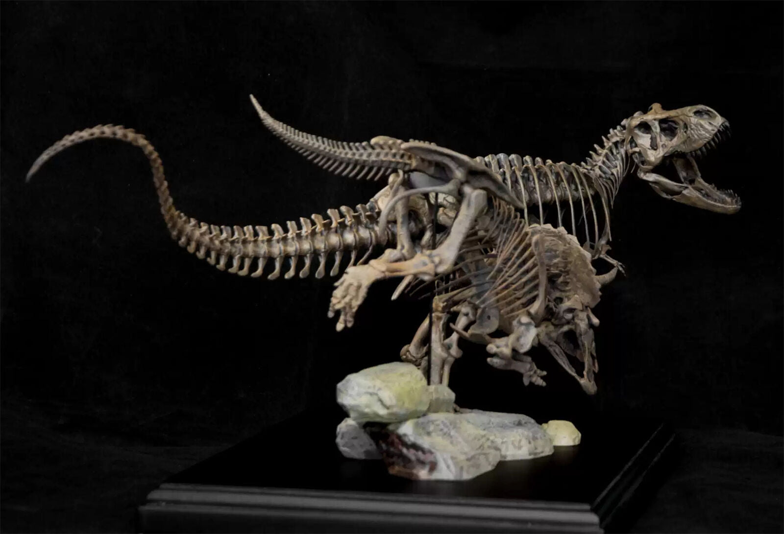 VWUVWU 1/20 Tyrannosaurus VS Triceratops Skeleton Model