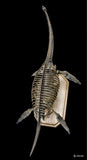 1/10 Muraenosaurus Skeleton Model