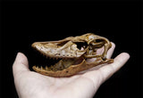 1/5 Varanus Poesty Skull Model