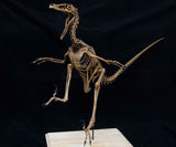 1/2 Velociraptor Skeleton Model