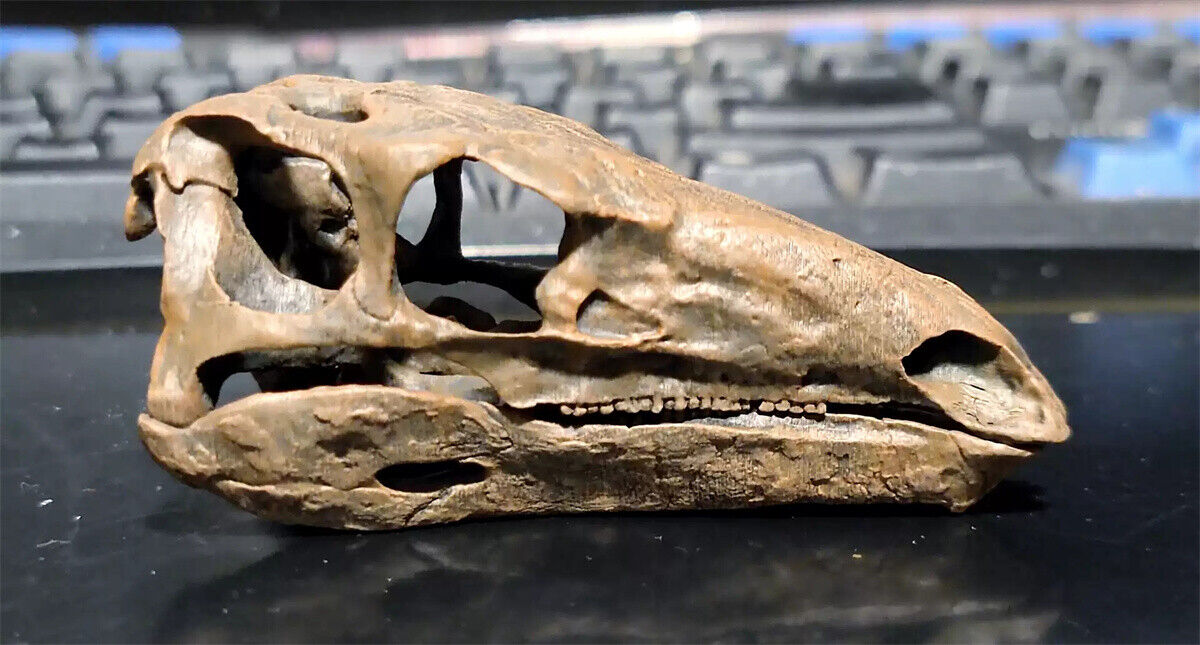 1/10 Stegosaurus Skull Model
