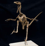 1/2 Velociraptor Skeleton Model