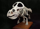VWUVWU 1/4 Protoceratops Skeleton Model