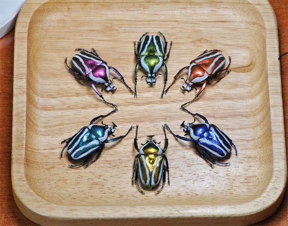 Colorful Insect Model