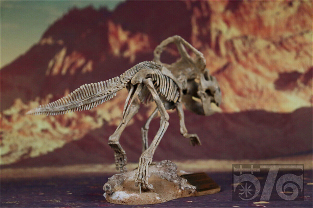 1/10 Protoceratops Skeleton Model