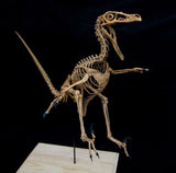 1/2 Velociraptor Skeleton Model