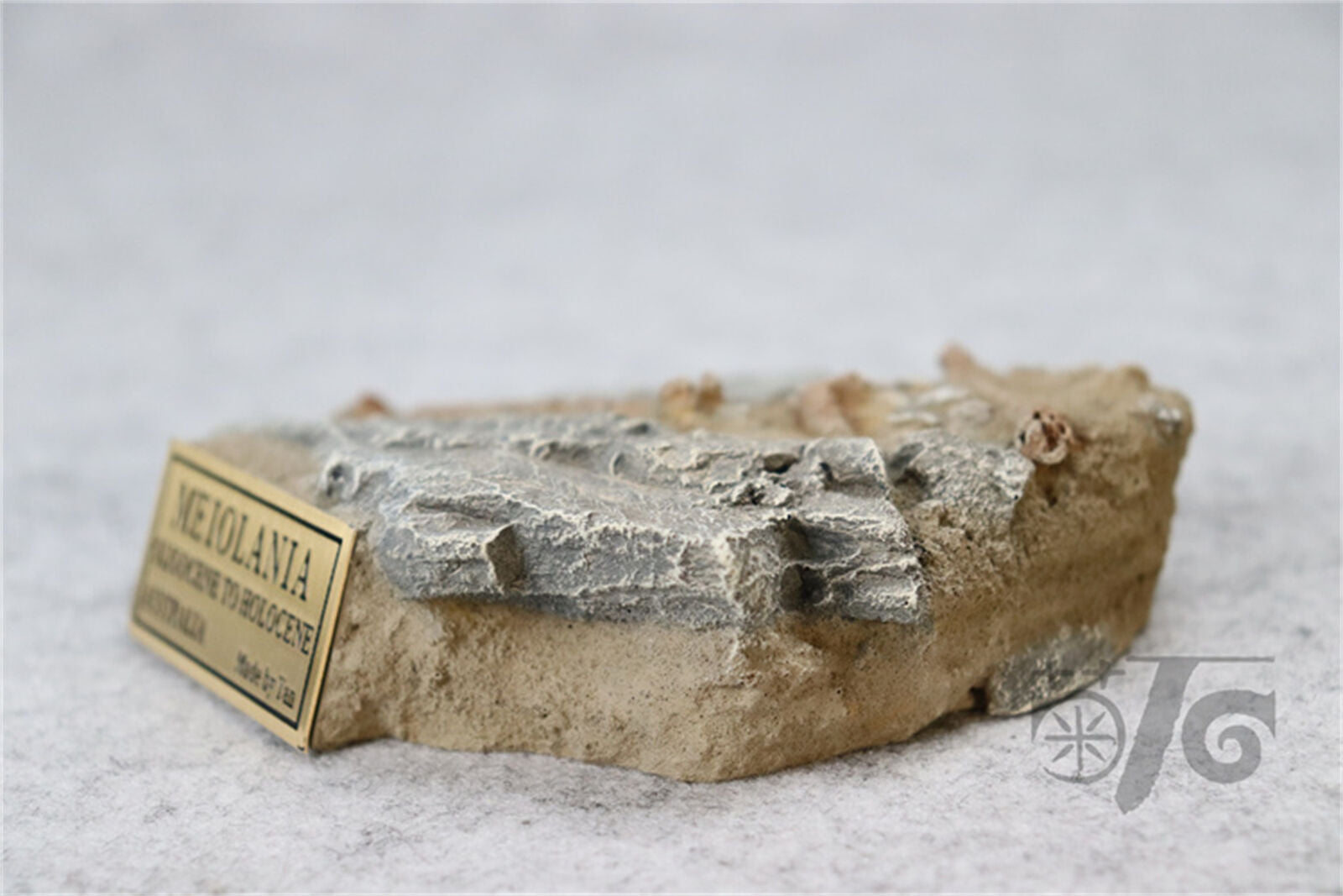 1/10 Meiolania Skeleton Model