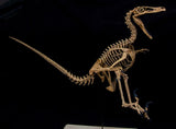 1/2 Velociraptor Skeleton Model