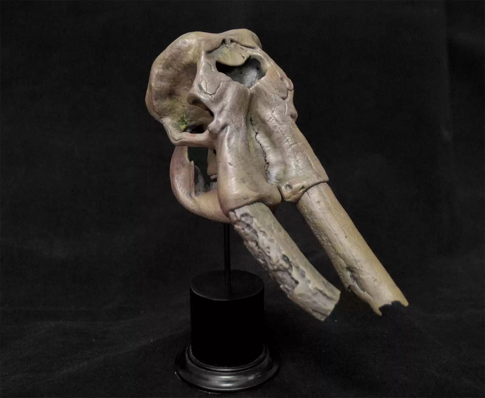 VWUVWU 1/20 Huanghe Flumen Stegodon Skull Model