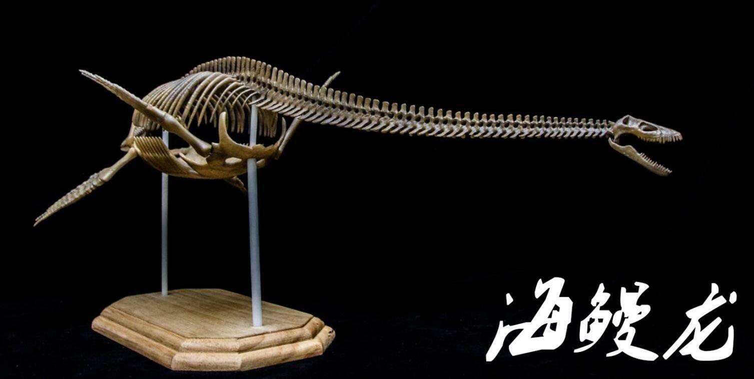 1/10 Muraenosaurus Skeleton Model
