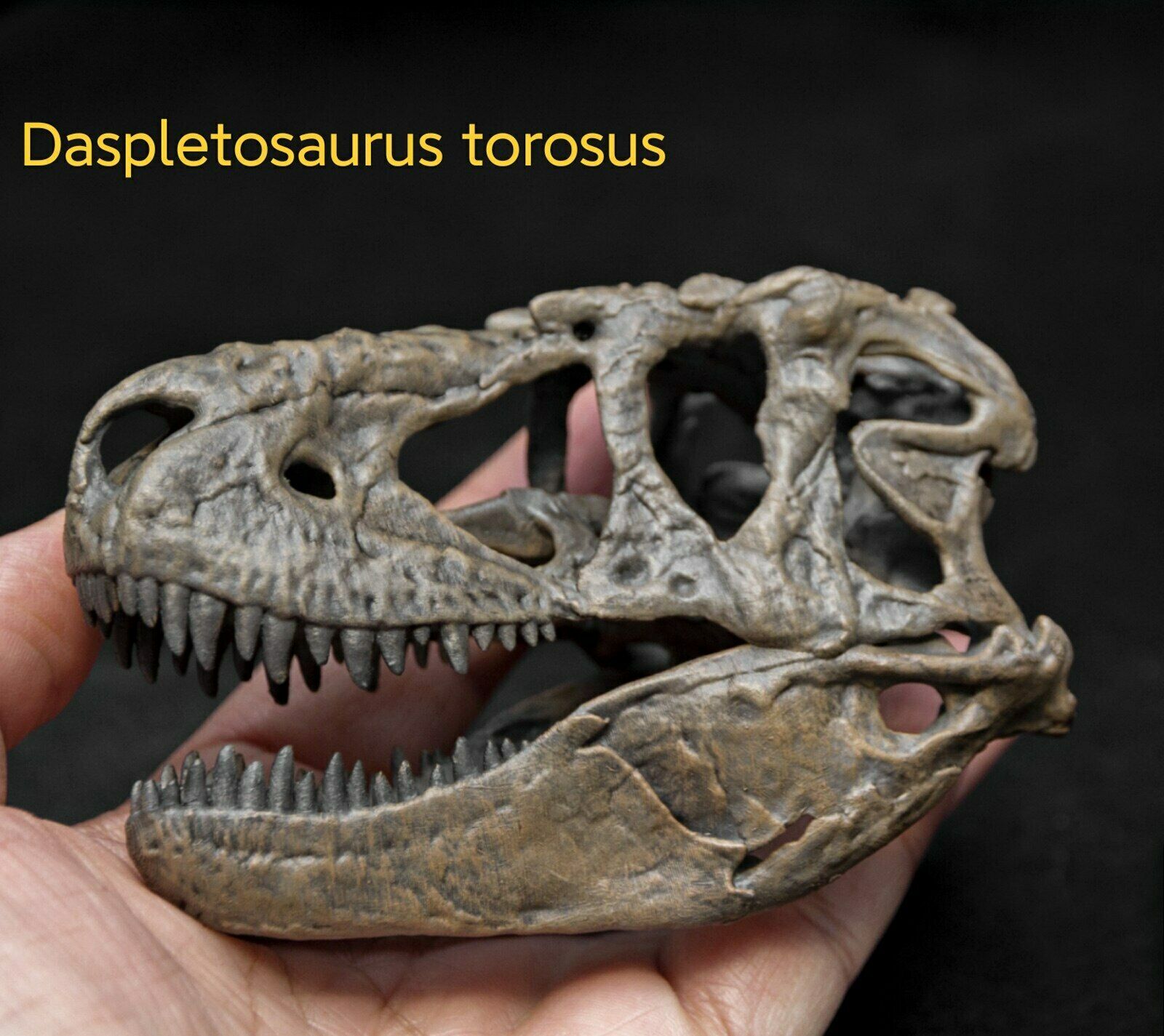 Tyrannosaurus Skull Model