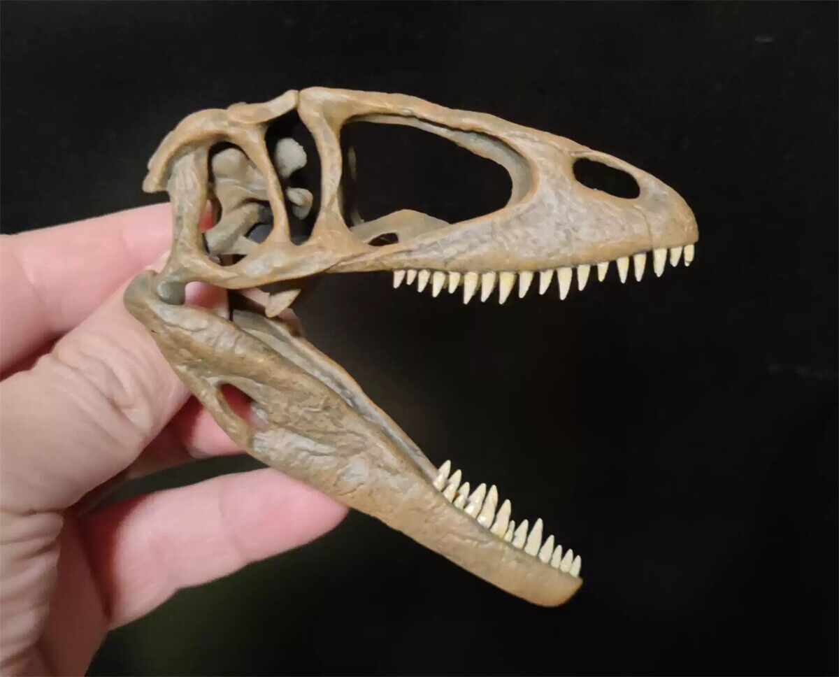 Carcharodontosaurus Skull Model