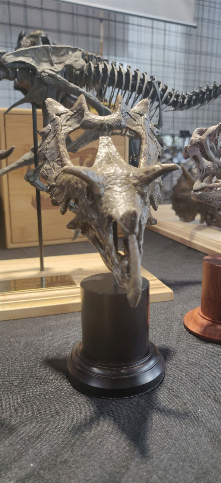 Spiclypeus Shipporum Skull Model