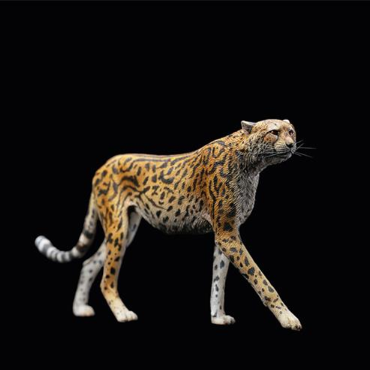 JXK 1/6 Acinonyx jubatus King Cheetha Model