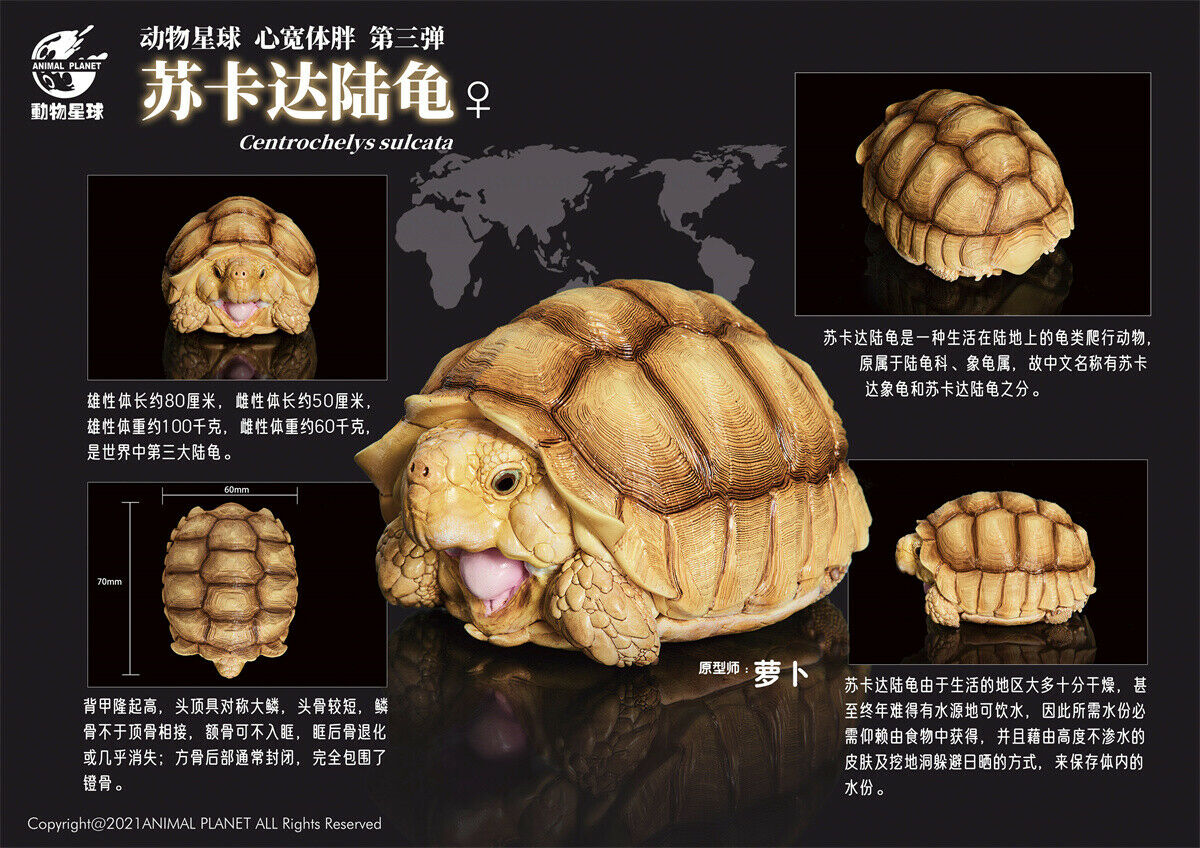 Animal Planet A Series of Laugh and Grow Fat 03 Model