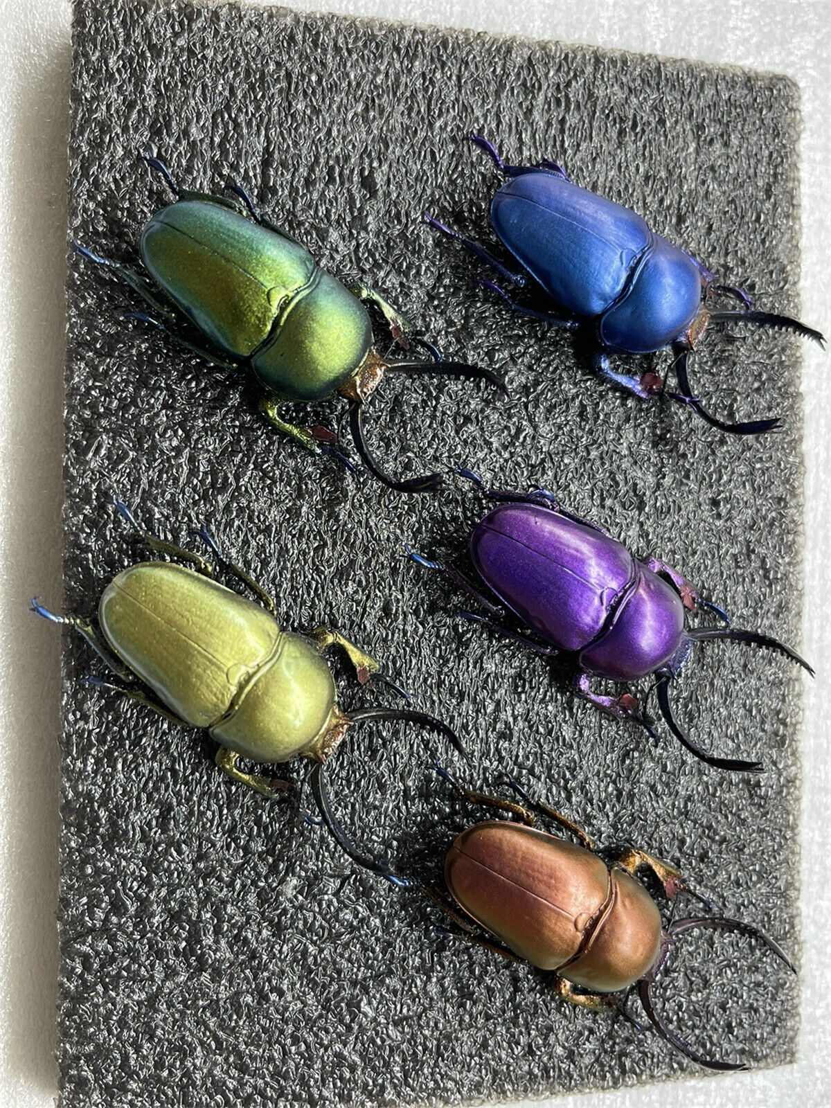 Colorful Insect 02 Blind Box Model