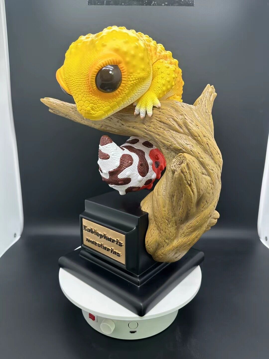 Wall lizard Plus Limited Model