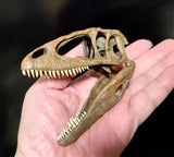 Carcharodontosaurus Skull Model